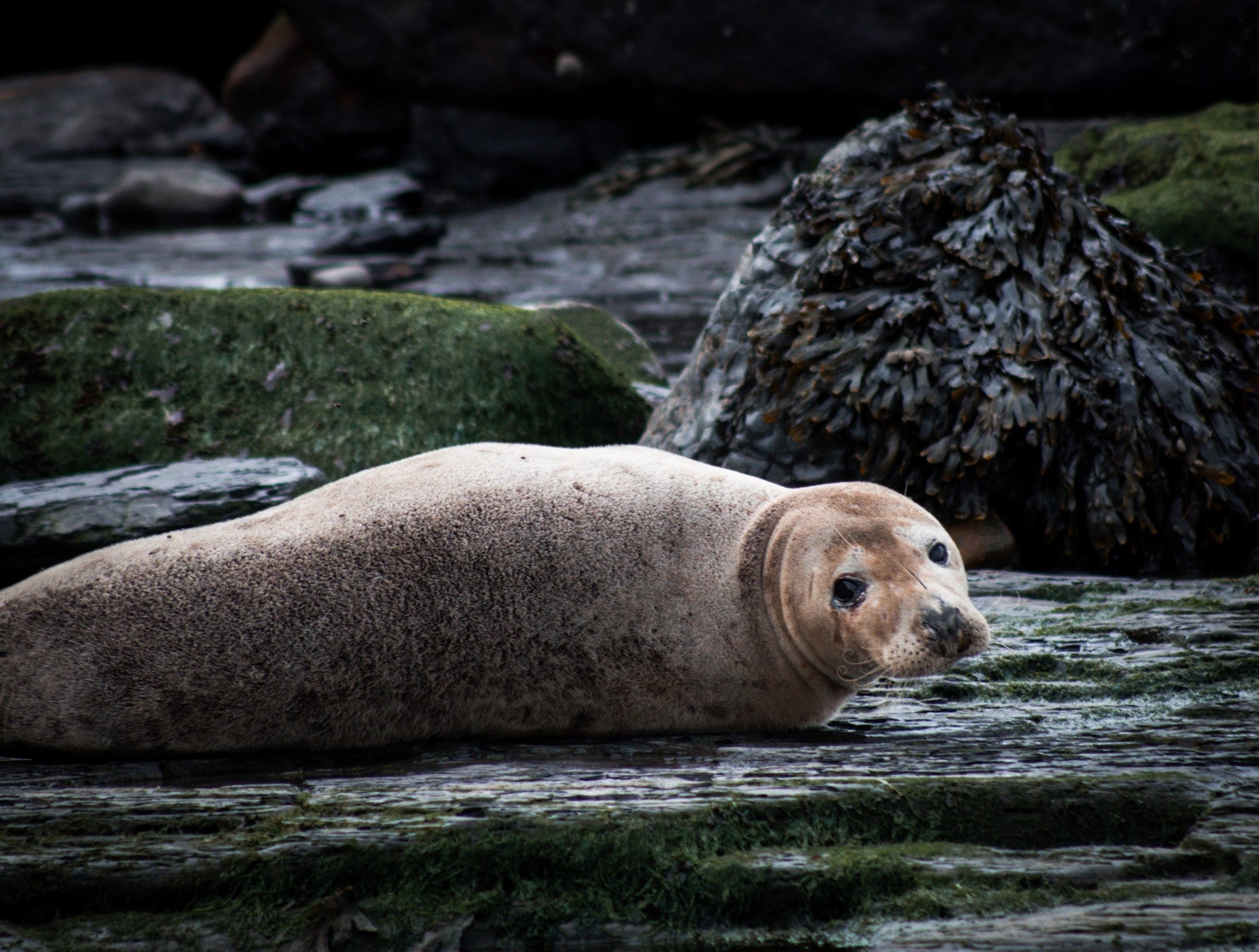 The Ravenscar Seal Colony